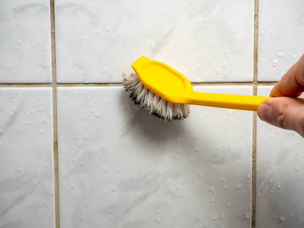 Best Mold Damage Repair  in Newark, IL