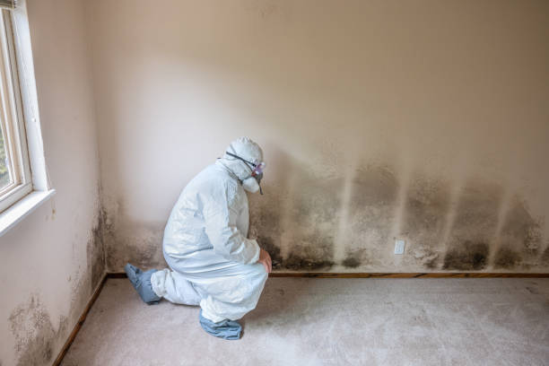  Newark, IL Mold Removal Pros