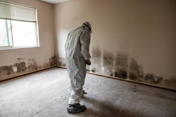 Best Local Mold Removal Service  in Newark, IL