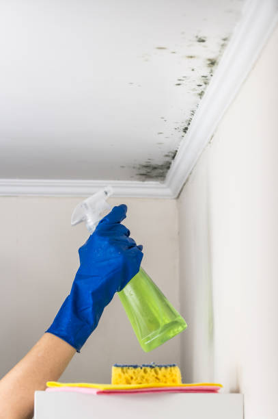 Best Commercial Mold Removal  in Newark, IL